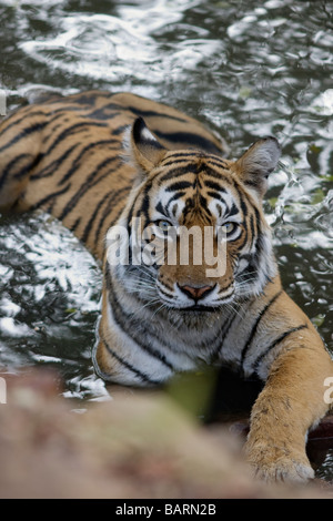 Une tigresse du Bengale machali dans un intense regard sur la réserve de tigres de Ranthambore, en Inde. ( Panthera tigris ) Banque D'Images