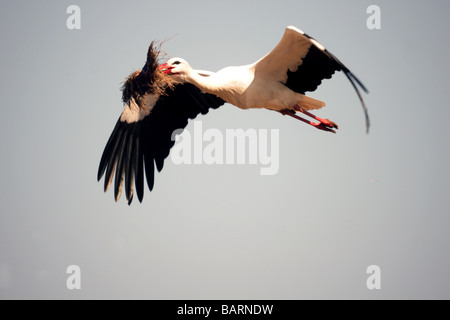 ;Oiseaux;Cigognes Cigogne blanche Ciconia ciconia ;'' des profils en vol avec le matériel du nid. Banque D'Images