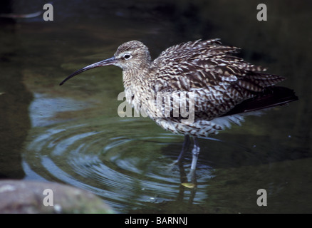 ;Oiseaux échassiers;Curlew Numenius arquata ;'';des profils dans l'eau après le lissage. Banque D'Images