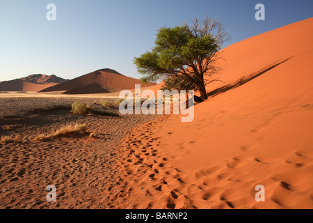 Camel Thorn Tree Acacia erioloba, à la base de la Dune 45, Sossusvlei, Namibie, Afrique Banque D'Images