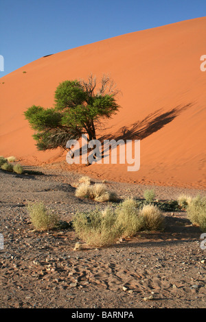 Portrait de Camel Thorn Tree Acacia erioloba et herbes sèches à la base de la Dune 45, Sossusvlei, Namibie, Afrique Banque D'Images