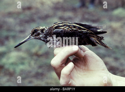 ;Oiseaux échassiers;Jack Snipe ;'Lymnocryptes minimus';des profils dans la main avant d'être entourée. Banque D'Images