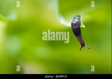 Petit slug sur feuille d'Hosta dans un jardin anglais. UK Banque D'Images