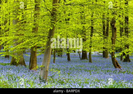 Jacinthes en fleurs en bois, Soudley Hill, forêt de Dean, Gloucestershire, Royaume-Uni Banque D'Images