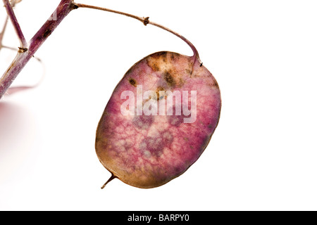 Franchise annuelle (Lunaria annua), close up Banque D'Images