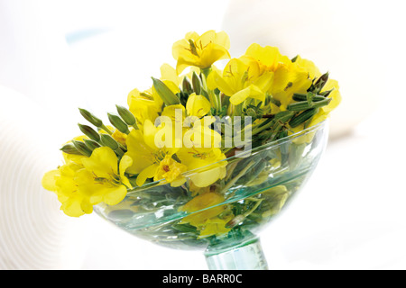 L'onagre (Oenothera biennis) en verre, close-up Banque D'Images