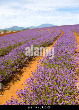 Immobiliers Bridestowe Lavender Farm Tasmanie Banque D'Images