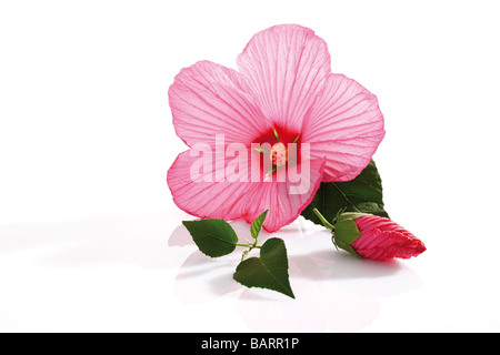 La mauve rose (Hibiscus moscheutos) Banque D'Images