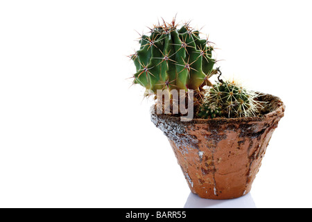 Cactus en pot (Cactaceae) Banque D'Images