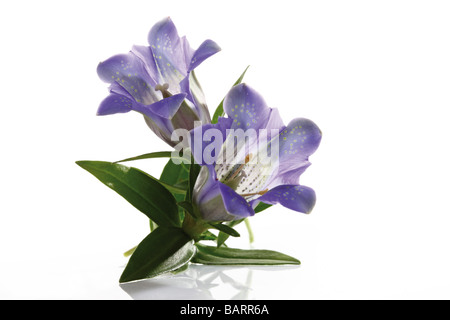 Fleurs bleu gentiane (Gentiana) close-up Banque D'Images