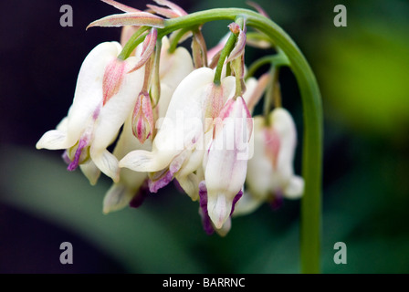 Dicentra Pearl Drops. Le Cœur. Gros plan de fleurs pendantes rose et blanc. Banque D'Images