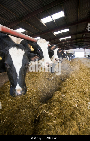 Ensilage alimentation des vaches dans une ferme laitière UK Angleterre Banque D'Images