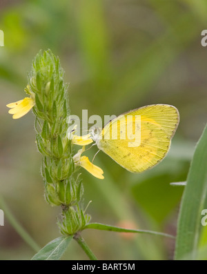 L'herbe commune jaune (Eurema hécube) Nectar manger papillon d'une fleur. L'Afrique du Sud. Banque D'Images