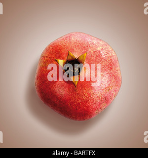 Grenadier (Punica granatum), elevated view Banque D'Images