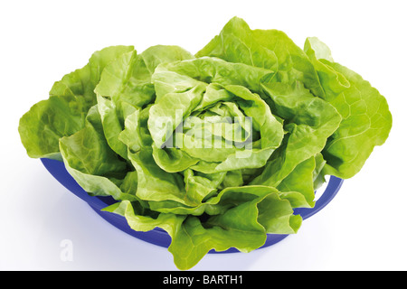 La laitue (Lactuca sativa var. capitata) dans un bol en plastique, elevated view Banque D'Images