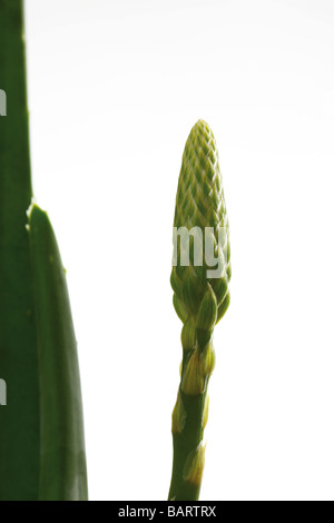 L'Aloe Vera, studio shot Banque D'Images