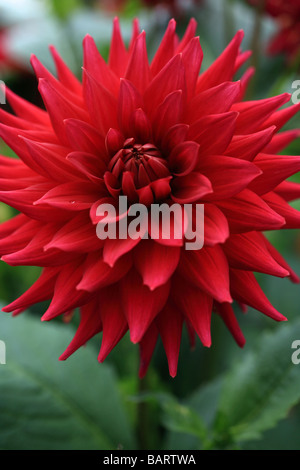 'RED' dahlia écarlate capitule en Angleterre. Banque D'Images