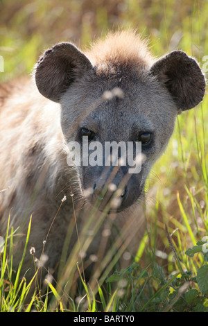 L'Hyène tachetée dans le parc national du Serengeti en Tanzanie à l'aube Banque D'Images