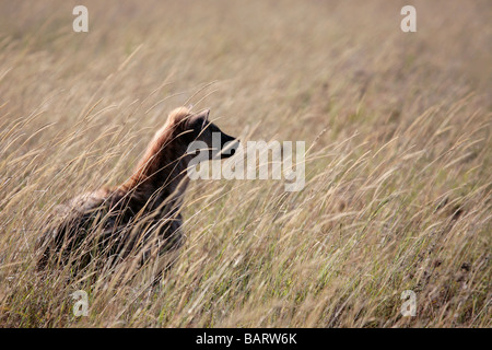 L'Hyène tachetée dans le parc national du Serengeti en Tanzanie à l'aube Banque D'Images