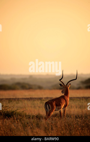 Le lever du soleil sur le Serengeti avec Impala Banque D'Images