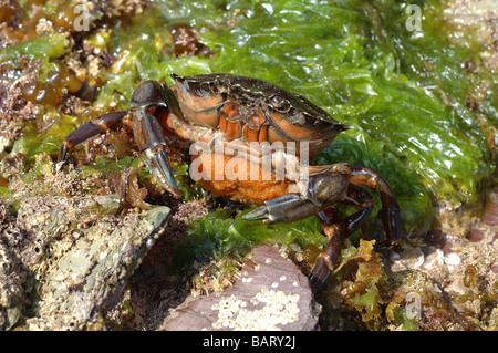 Crabe vert Carcinus maenas Portunidae femelle avec oeufs UK Banque D'Images