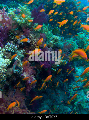 Poissons de récif - Anthias Banque D'Images