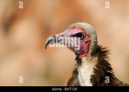 Close up of a Hooded Vulture Necrosyrtes monachus Banque D'Images