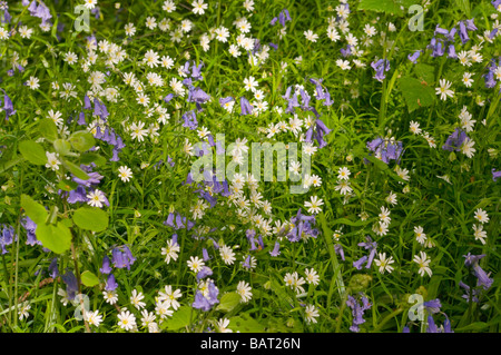 Jacinthes sauvages et de fleurs des bois de printemps English british uk Banque D'Images