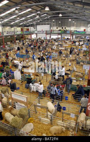 Vue Portrait immense hall des exposants la préparation écrite des moutons pour montrant dans l'appréciation de l'agriculture et de l'hiver à anneau Banque D'Images