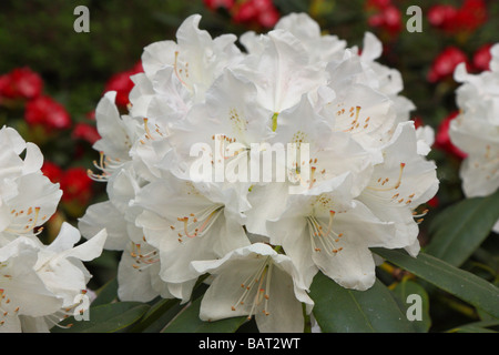 Fleur rhododendron blanc close up Rhododendron 'Hercules' Banque D'Images