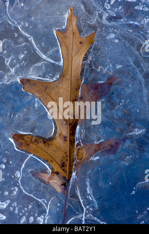 Une feuille de gelée dans la glace Banque D'Images