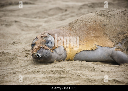 La mue Léphant, Mirounga angustirostris, sur la plage, San Simeon, en Californie Banque D'Images