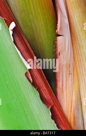 Résumé Gros plan d'une banane plant stalk Banque D'Images