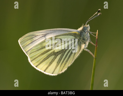 Papillon blanc veiné de vert (Pieris napi) au repos Banque D'Images