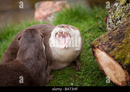 Les loutres court asiatique, Blair Drummond Safari Park, Stirling, Ecosse Banque D'Images