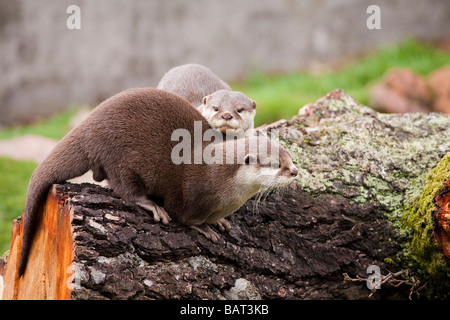 Les loutres court asiatique, Blair Drummond Safari Park, Stirling, Ecosse Banque D'Images