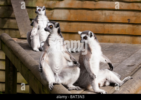 Les lémuriens à queue anneau, Blair Drummond Safari Park, Stirling, Ecosse Banque D'Images