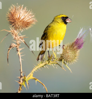 Yellow weaver oiseau sur un chardon au lac Awassa en Ethiopie du sud Banque D'Images