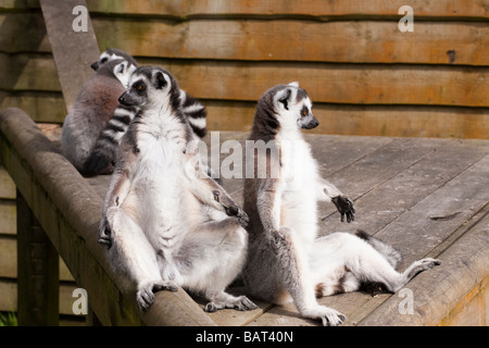 Les lémuriens à queue anneau, Blair Drummond Safari Park, Stirling, Ecosse Banque D'Images
