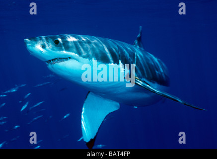 Grand Requin Blanc glisse dans l'eau au large de l'île de Guadalupe, au Mexique. Banque D'Images