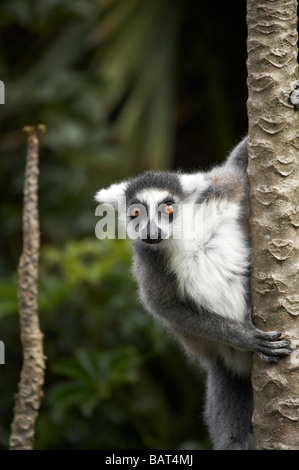 Ring tailed Lemur Lemur catta Zoo d'Auckland Auckland Nouvelle Zélande Île du Nord Banque D'Images