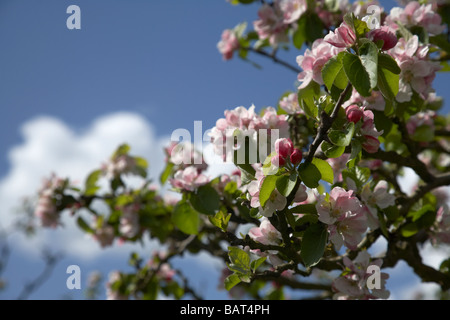 Apple Blossoms à bramley apple orchard dans le comté d'Armagh en Irlande du Nord uk Banque D'Images