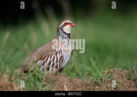 Red-legged Partridge Alectoris rufa Banque D'Images