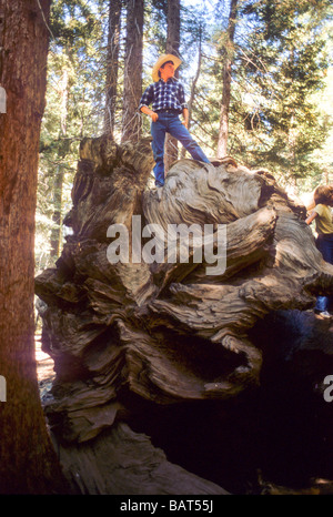 Garçon sequoia redwood tree fallen Grimpez haut danger énorme big thrill exciter la racine de la forêt vers le bas Banque D'Images