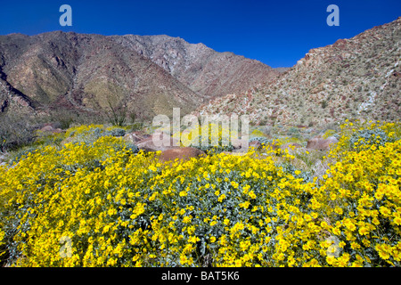 Fleurs sauvages fleurissent dans Anza Borrego Desert State Park, Californie Banque D'Images