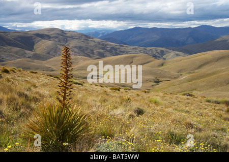 Or Fleur pâturin ou Espagnol Aciphylla aurea Gamme Carrick Central Otago ile sud Nouvelle Zelande Banque D'Images