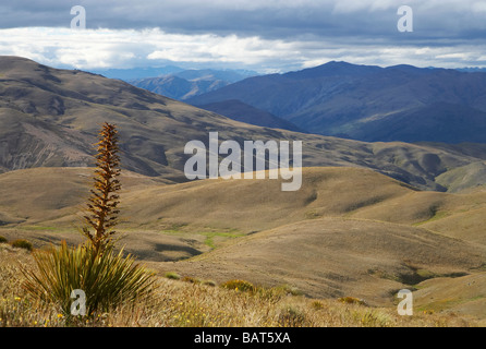 Or Fleur pâturin ou Espagnol Aciphylla aurea Gamme Carrick Central Otago ile sud Nouvelle Zelande Banque D'Images