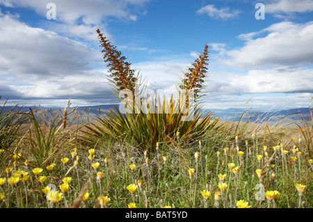 Or Fleur pâturin ou Espagnol Aciphylla aurea Gamme Carrick Central Otago ile sud Nouvelle Zelande Banque D'Images