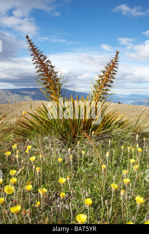 Or Fleur pâturin ou Espagnol Aciphylla aurea Gamme Carrick Central Otago ile sud Nouvelle Zelande Banque D'Images