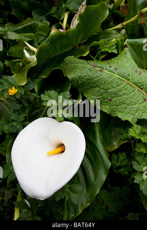 (Zantedeschia aethiopica zantedeschia) sur le jour, le Golden Gate Park, San Francisco, California, USA Banque D'Images